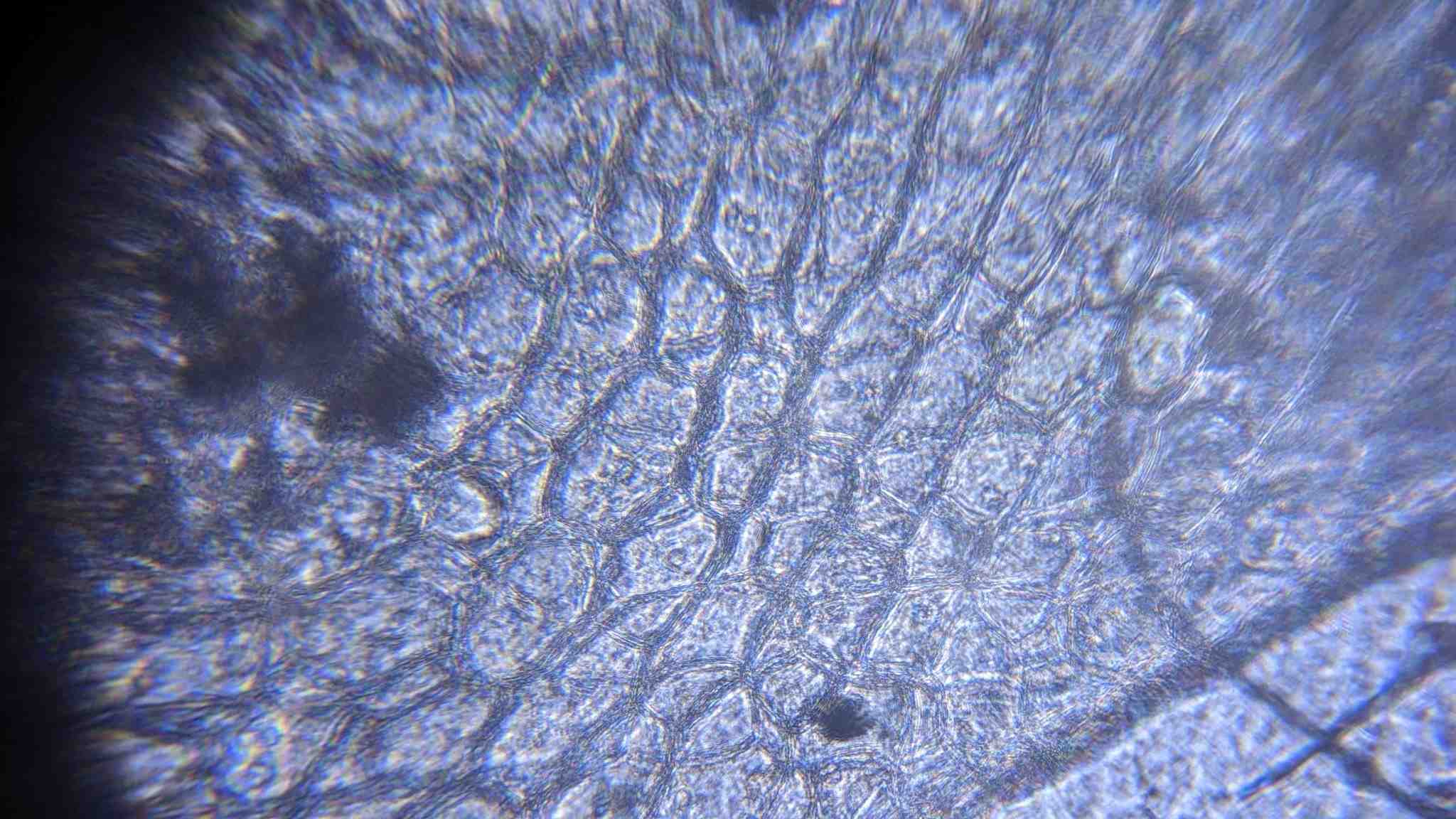 透過手機顯微鏡所觀察到的洋蔥表皮細胞