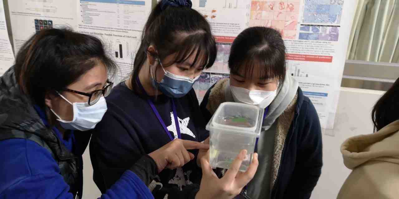 observing how zebrafish laying eggs 